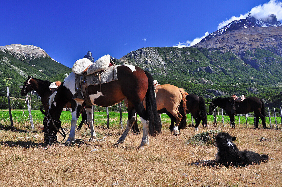'Pferde und Hund in den Bergen bei Cerro Castillo, Carretera Austral, Región Aysén, Patagonien, Anden, Chile, Südamerika;'