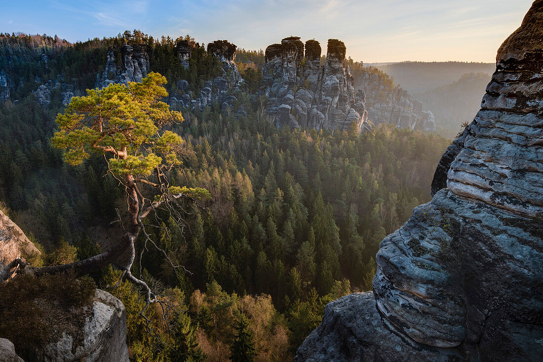 Pine at Wehlgrund valley with view to rock formations Gans and Lokomotive at sunset with fog, Neurathen Castle, Bastei, Rathen, Elbe Sandstone Mountains, Saxon Switzerland, Saxony, Germany