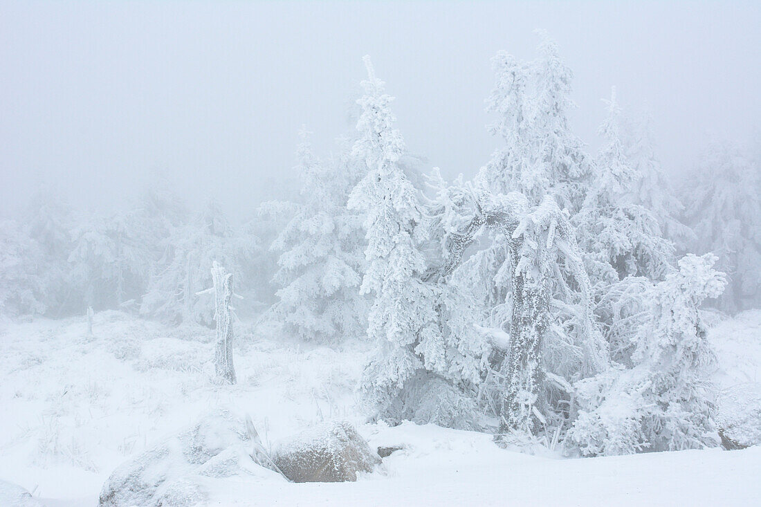 Brocken mountain with snowy wood and blockfields in winter, Schierke, National Park Harz, Harz Mountains, Saxony-Anhalt, Germany