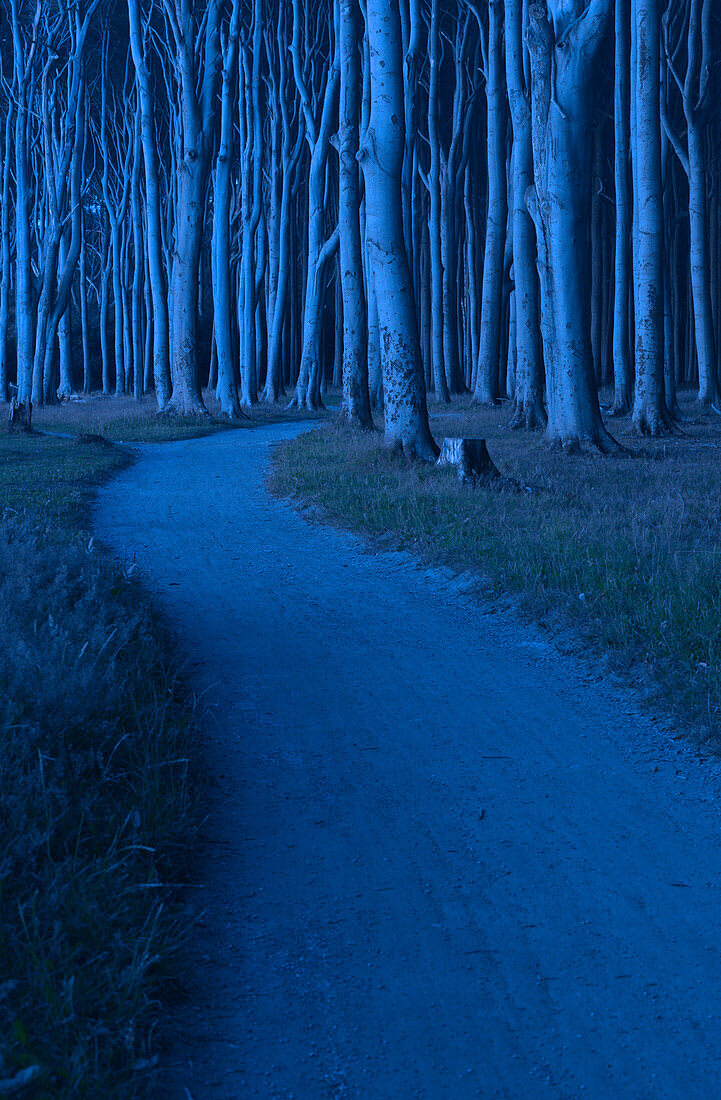 Gespensterwald, ein Buchenwald direkt an der Küste der Ostsee, in der Nacht, Nienhäger Holz, Nienhagen, Landkreis Rostock, Mecklenburg Vorpommern, Deutschland