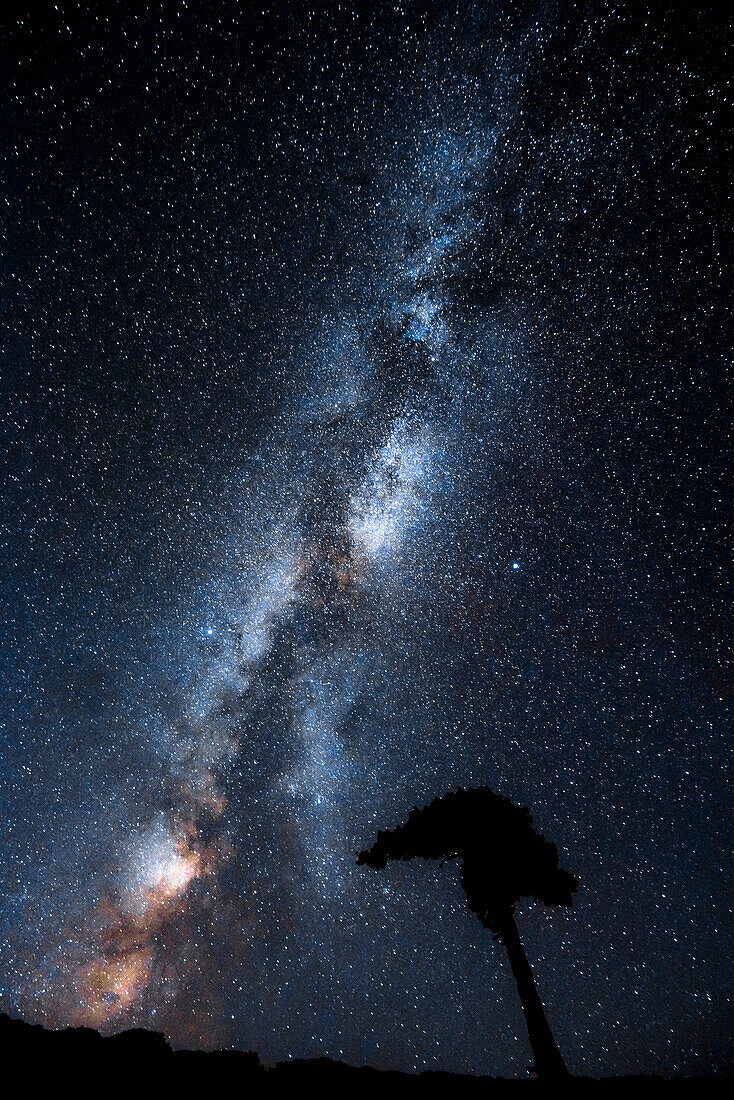 milky way and stars of the nightsky over tree in the mountains, Grinzens, Stubai valley, Hinteres Oberbergtal, Stubai Alps, Tyrol, Austria, European Alps, Europe