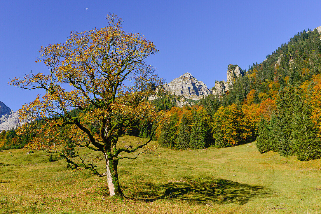 Herbstlich gefärbter Ahornbaum und Lärchen auf Engalm, Großer Ahornboden, Hinterriß, Engtal, Nördliche Kalkalpen, Karwendel Gebirge, Tirol, Österreich, Alpen, Europa