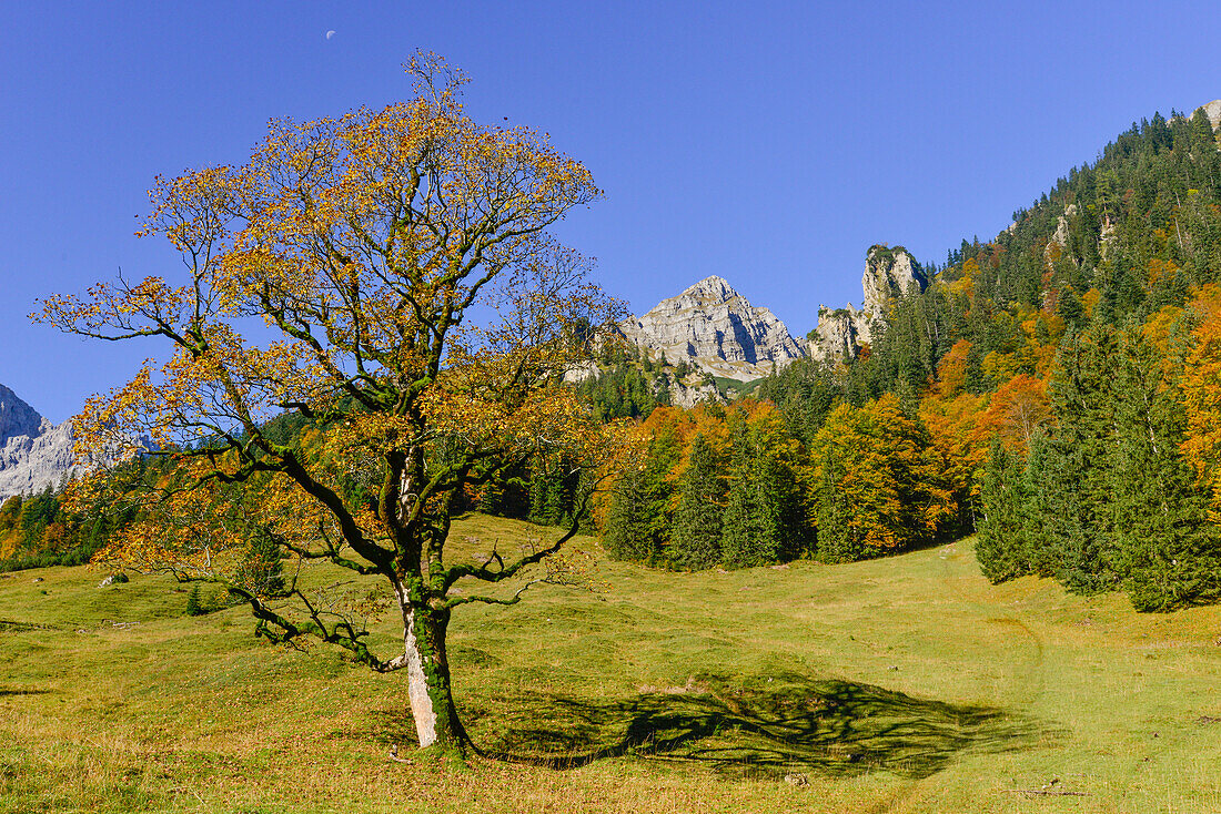 autumnal colored maple and larch trees at Engalm, Großer Ahornboden, Hinterriß, Engtal valley, Northern limestone alps, Karwendel Mountains, Tyrol, Austria, European Alps, Europe