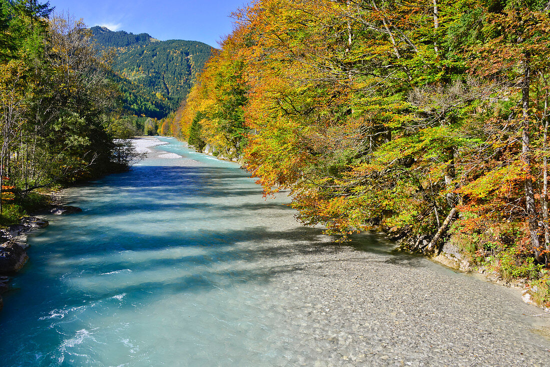 Herbstfarben am Rißbach Flusstal, Großer Ahornboden, Hinterriß, Engtal, Nördliche Kalkalpen, Karwendel Gebirge, Tirol, Österreich, Alpen, Europa