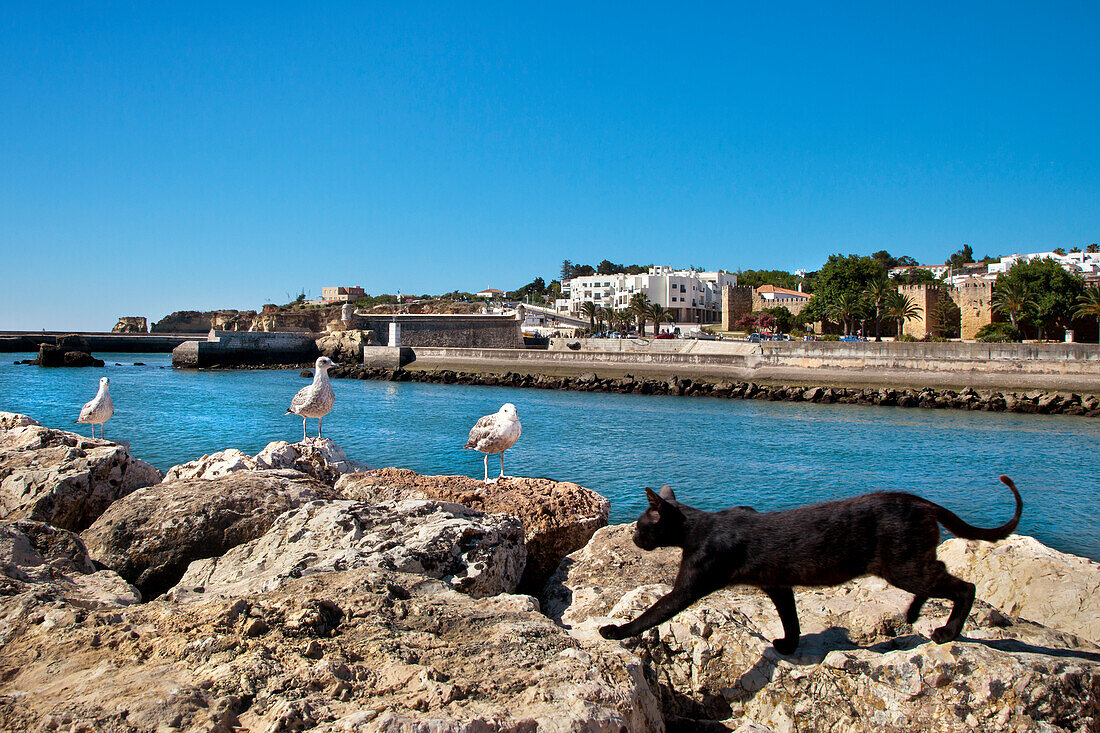 Cat and seagulls, castle Forte da Bandeira, Lagos, Algarve, Portugal