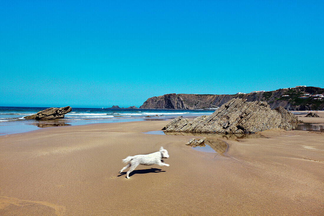 Hund am Strand, Praia da Arrifana, Aljezur, Costa Vicentina, Algarve, Portugal