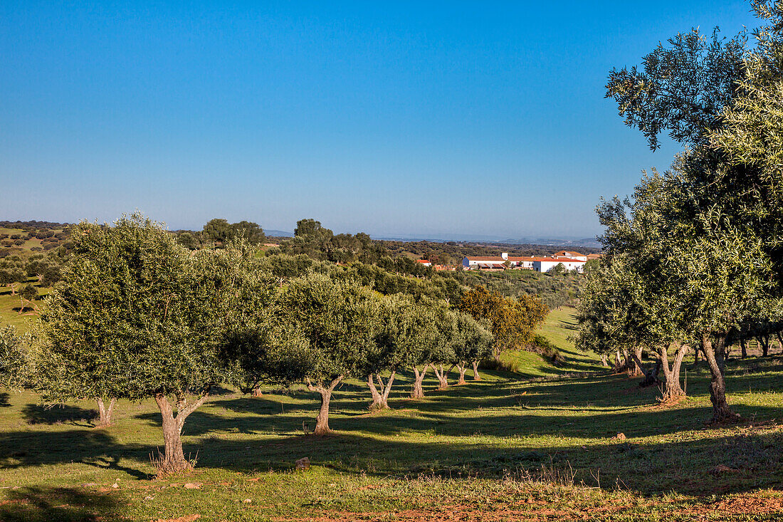 Olive trees and finca near Beja, Korkeichen, Alentejo, Portugal