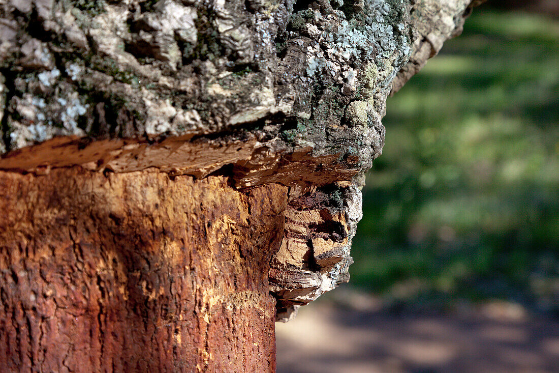 Detail of cork oaks, Alentejo, Portugal