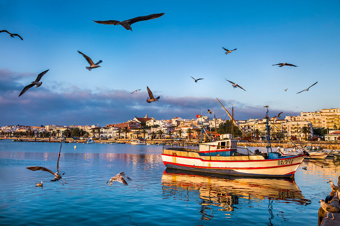 Fischkutter und Möwen vor Altstadt, Lagos, Algarve, Portugal