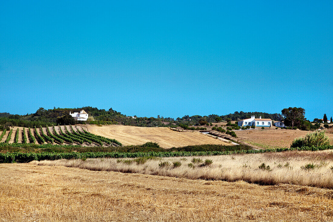Weinreben und Finca bei Aljezur, Costa Vicentina, Algarve, Portugal