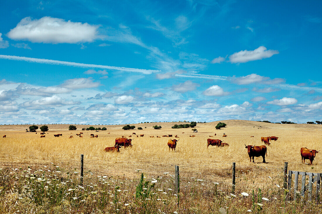 Kühe auf einer Weide mit Korkeichen, Evora, Alentejo, Portugal