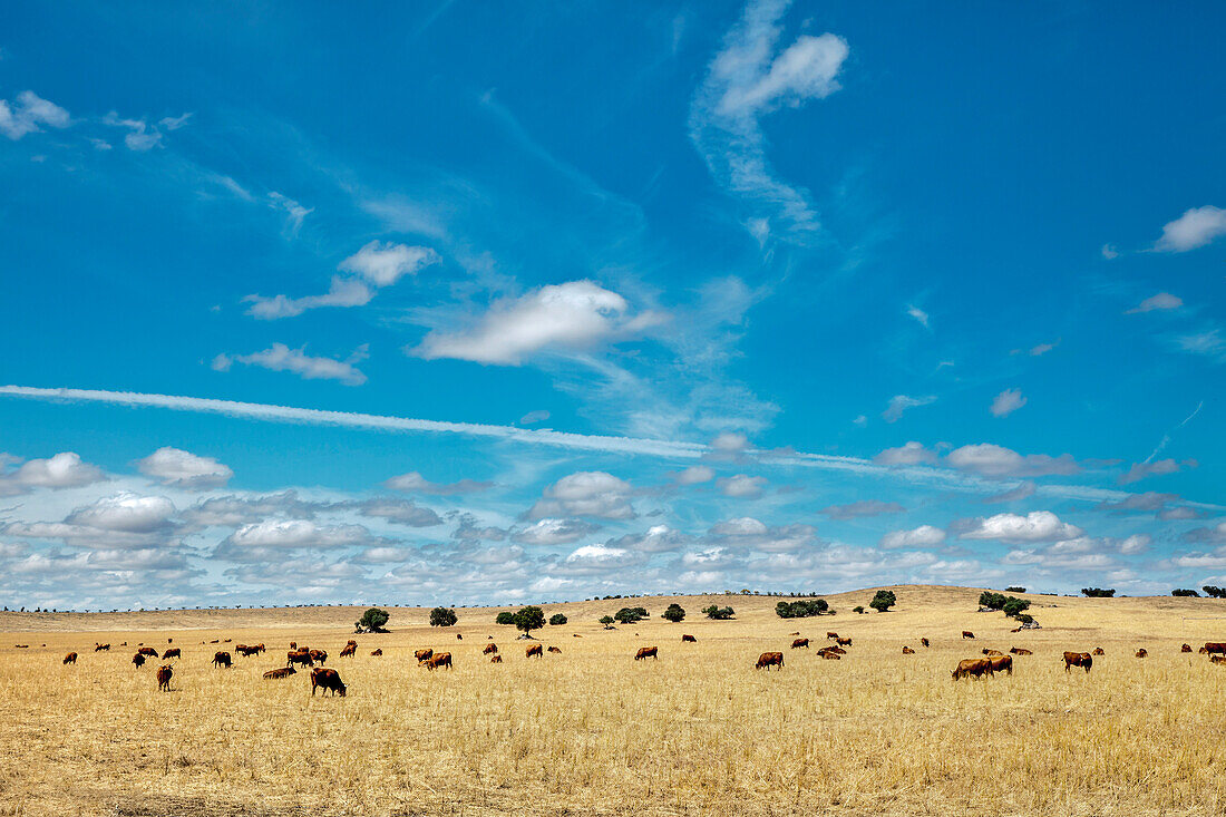 Cows on a field with cork oaks, Evora, Alentejo, Portugal