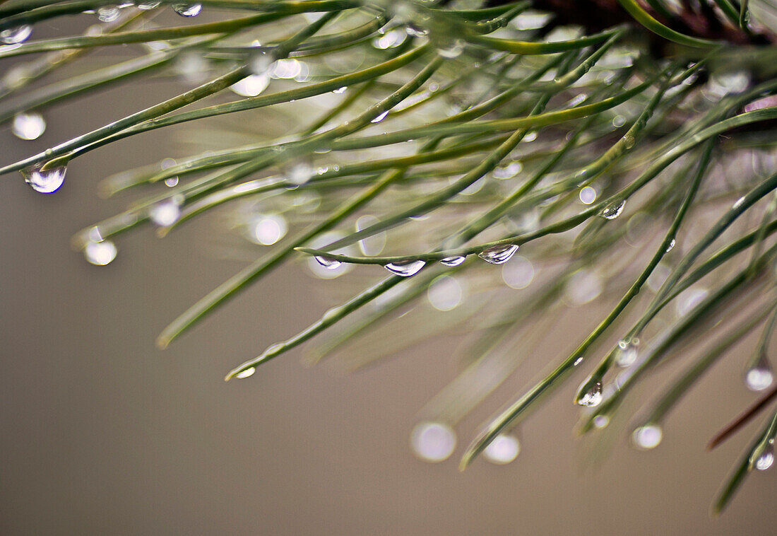 Rain droplets hang from the needles of a pine tree after a rain shower.