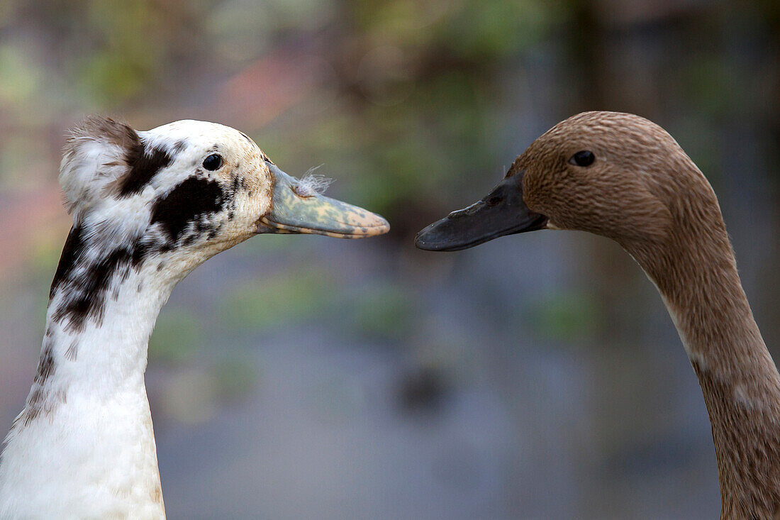 Two ducks face off in Bali, Indonesia.