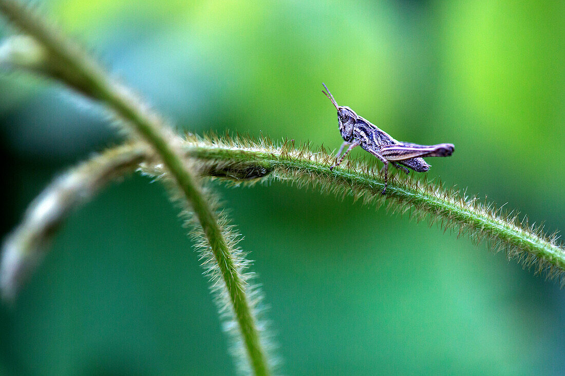 A grasshopper rests on a stem in Peru?s Amazon Jungle.