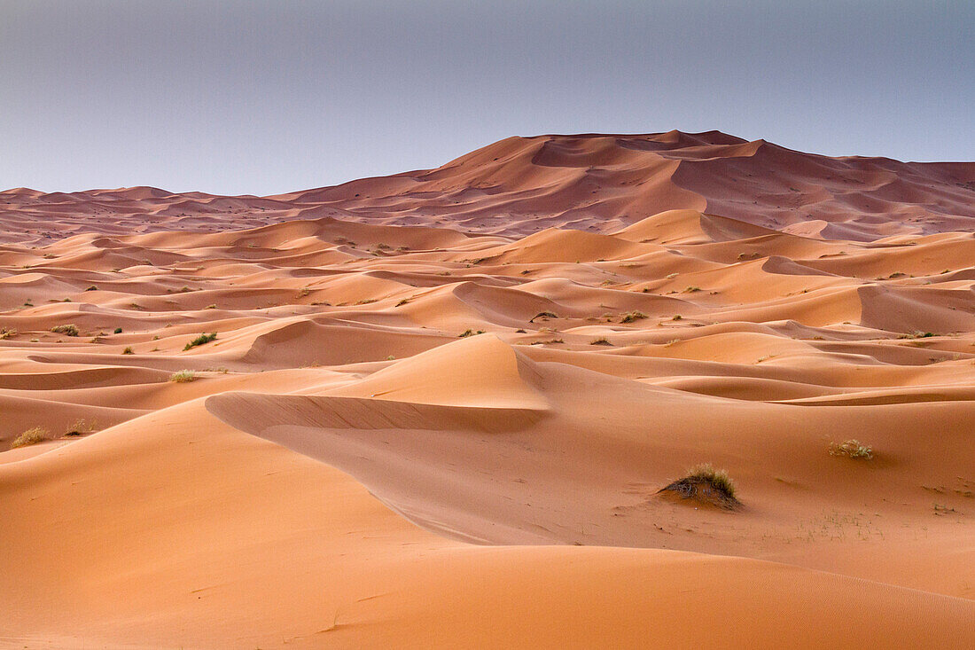 Red sand dunes in Erg Chebbi, Sahara desert. Merzouga, Morocco