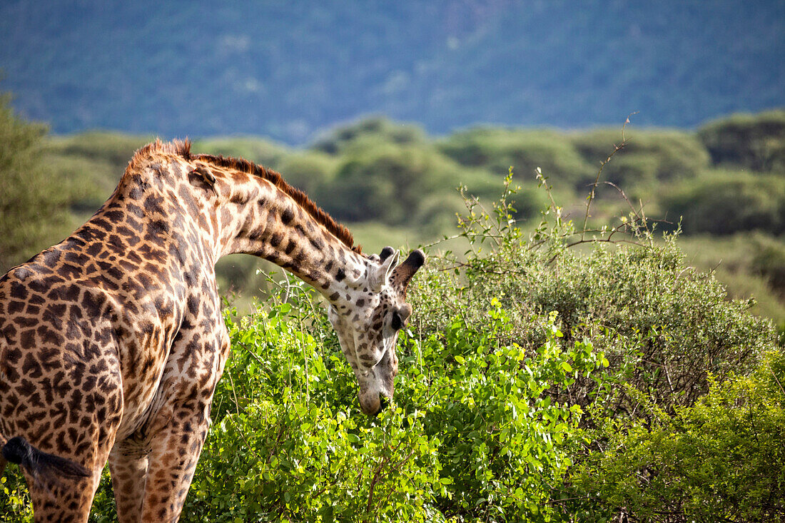 Safari at Lake Manyara National Park, Tanzania