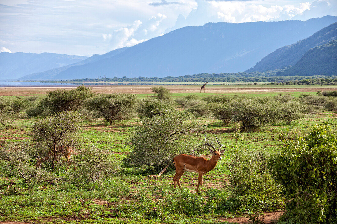 Safari at Lake Manyara National Park, Tanzania