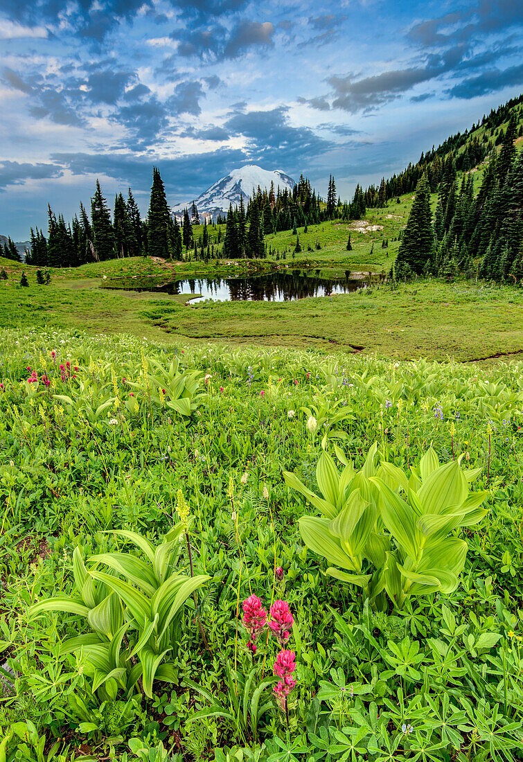 Mount Rainier at sunrise with pond and fresh spring wildflowers in foreground