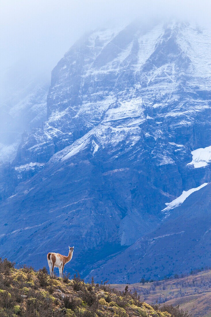 A wild guanaco (lama guanicoe) in Chile's Torres del Paine National Park.