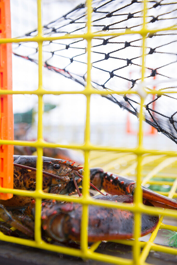 Lobster in a trap on a fishing boat.