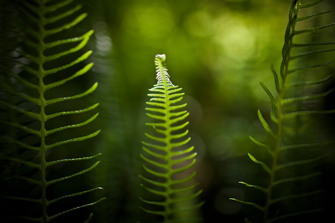 The tip of a new  Deer Fern (Blechnum spicant) leaf is illuminated by the morning sun.