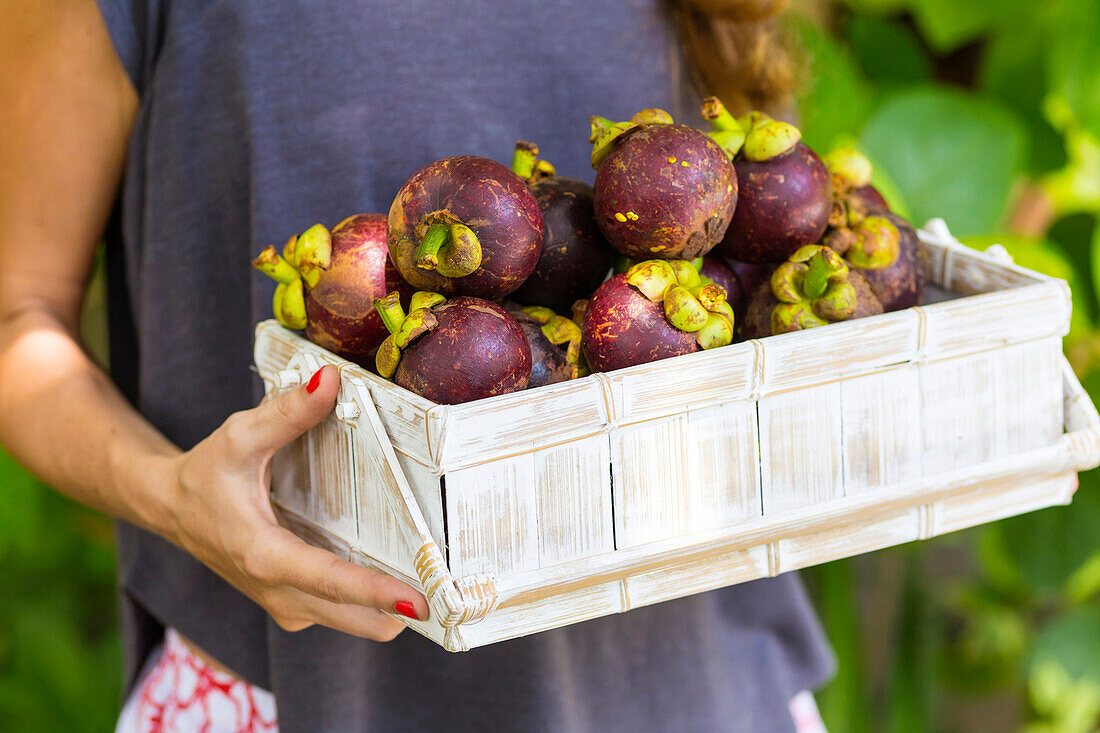 Mangostin Fruits