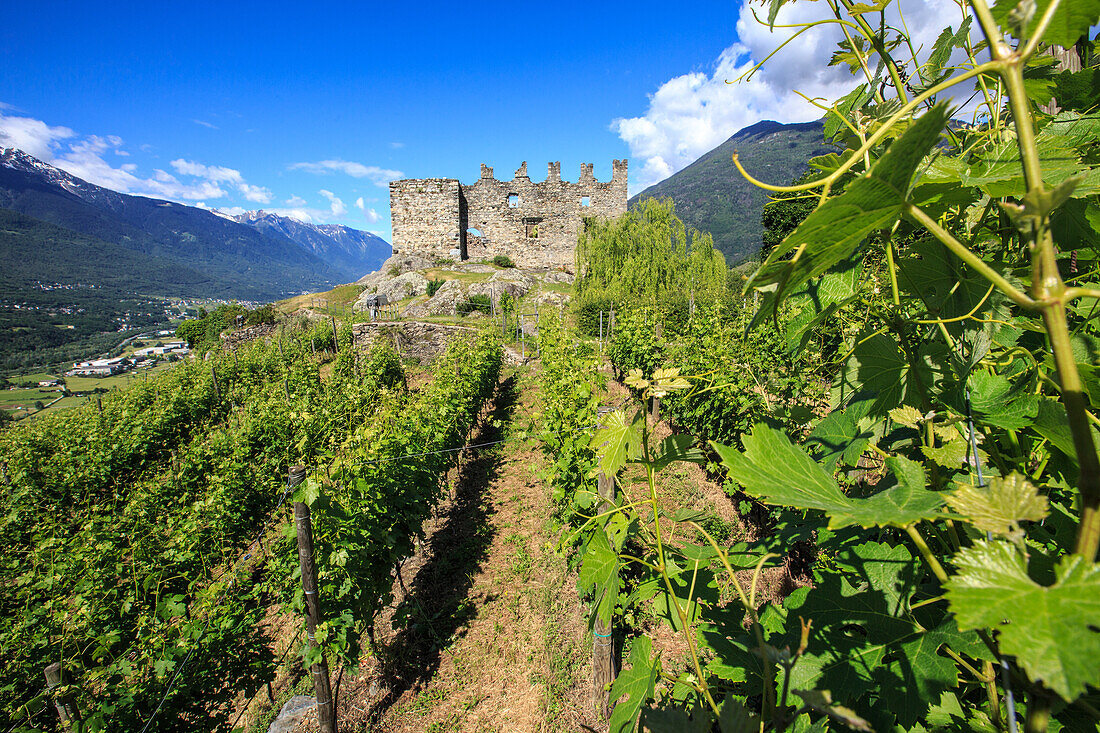 The Castel Grumello built on an morenic outcrop, surrounded by a fascinating landscape of grapes grown to produce wine, Lombardy, Italy, Europe