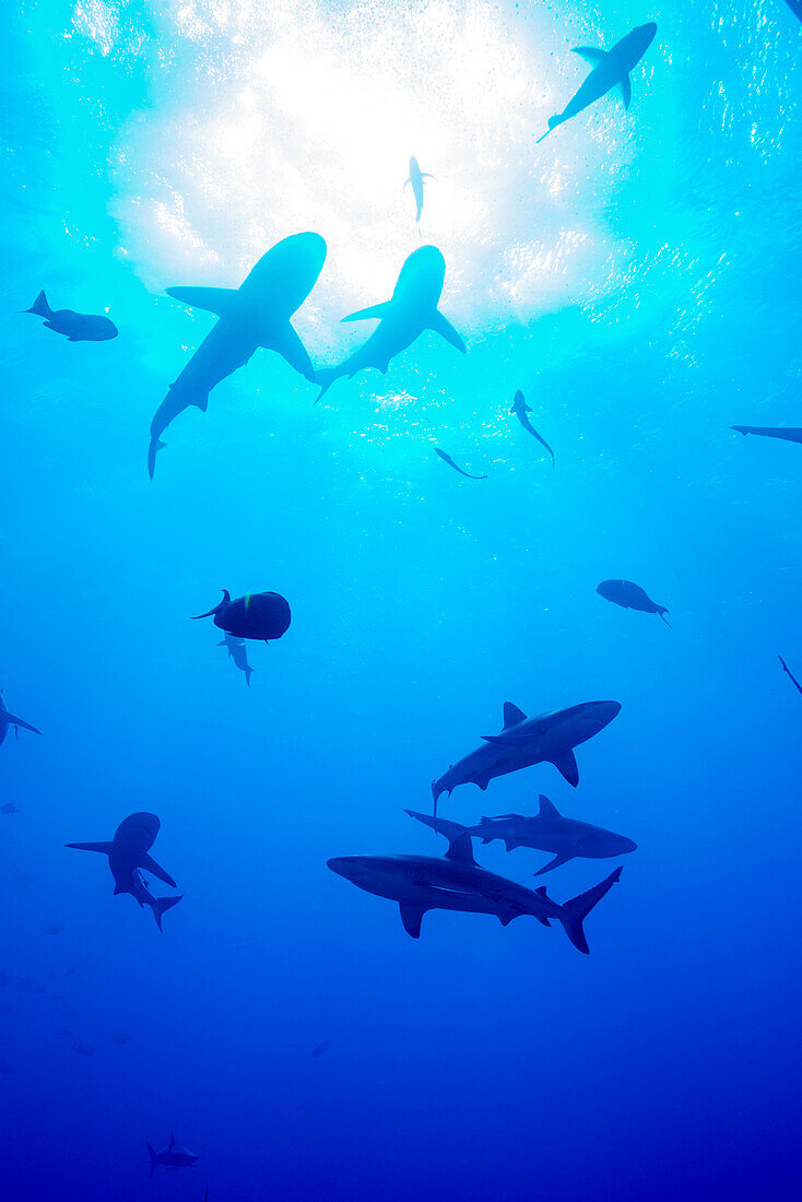 Whitetip reef shark (Triaenodon obesus), a requiem shark in the genus Carcharinidae, Queensland, Australia, Pacific