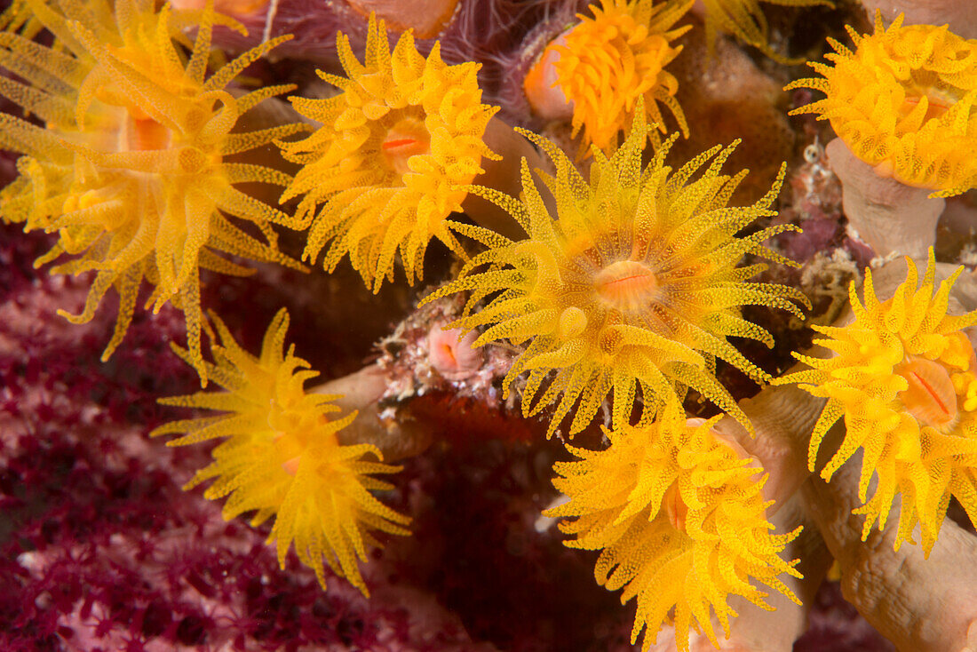 Cave coral (Tubastrea sp.) (Dendrophyllidae) polyps extended and feeding at night, Queensland, Australia, Pacific