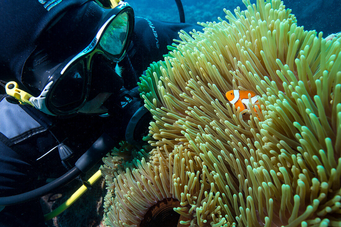Scuba diver with False clown anenomefish (Amphiprion ocellaris) and anemone, Magnificent Sea Anemone (Heteractis magnifica), Cairns, Queensland, Australia, Pacific