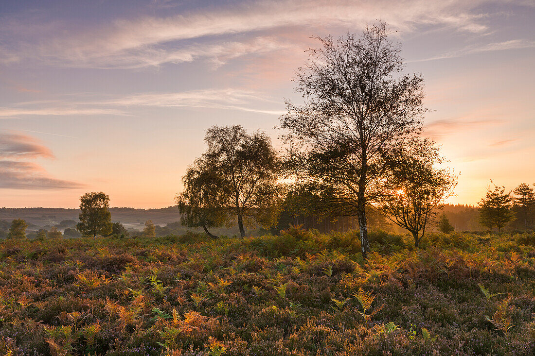 Sunrise over the heathland of the New Forest National Park, Hampshire, England, United Kingdom, Europe