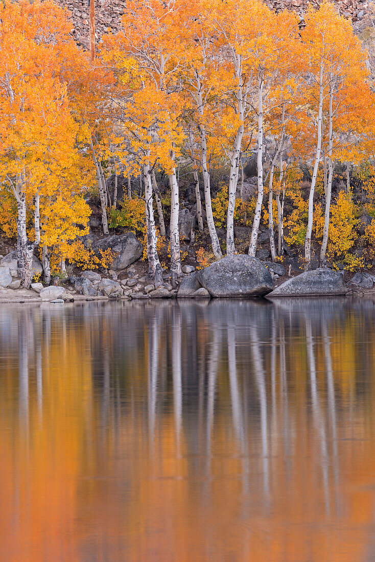 Golden coloured fall foliage and reflections on the shores of Intake 2 lake in the Eastern Sierras, near Bishop, California, United Staes of America, North America