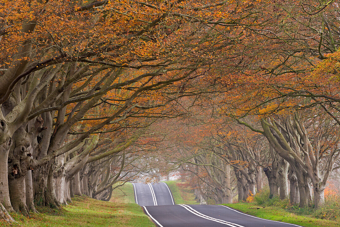 Country road passing through a tunnel of colourful autumnal beech trees, Dorset, England, United Kingdom, Europe