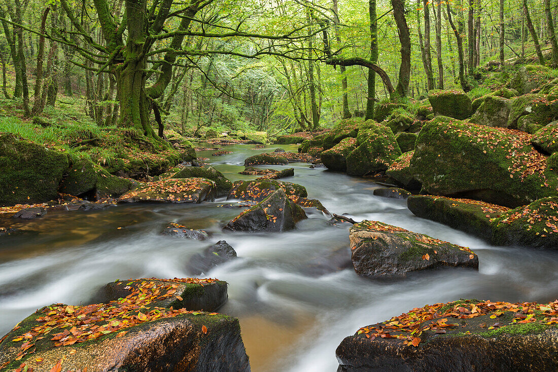 The River Fowey at Golitha Falls on Bodmin Moor, Cornwall, England, United Kingdom, Europe