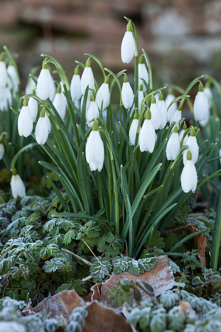 Snowdrops in frost, Cotswolds, Gloucestershire, England, United Kingdom, Europe