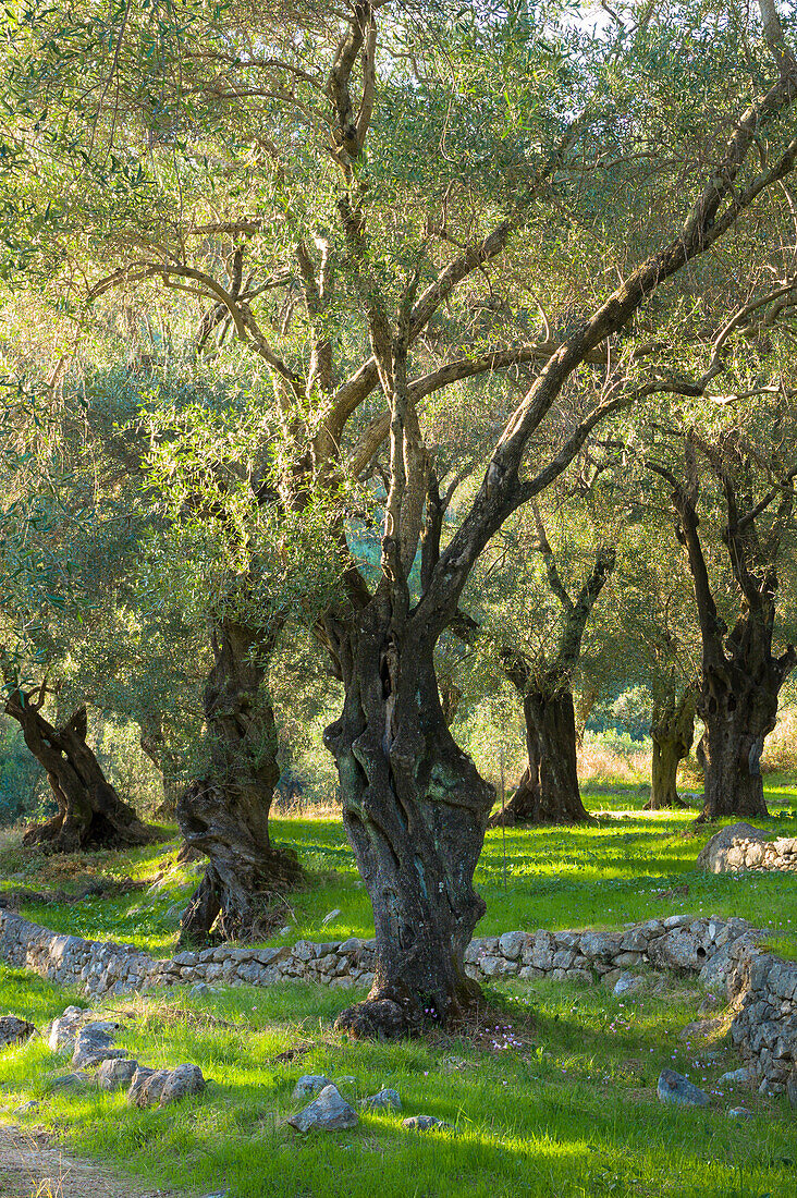 Sunlight through old olives trees (Olea europaea) in olive grove for traditional olive oil in sub-tropical climate of Corfu, Greek Islands, Greece, Europe