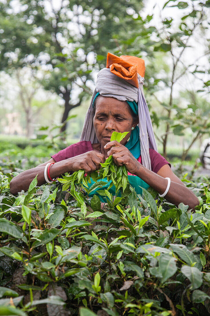 The collection of tea is really hard as in addition to having an excellent sight it is necessary to disentangle the dense twigs, Bagdogra, Darjeeling, India, Asia
