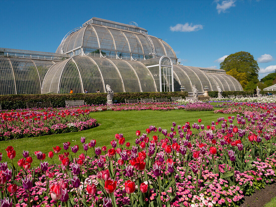 Palm House and tulips, Royal Botanic Gardens, UNESCO World Heritage Site, Kew, Greater London, England, United Kingdom, Europe