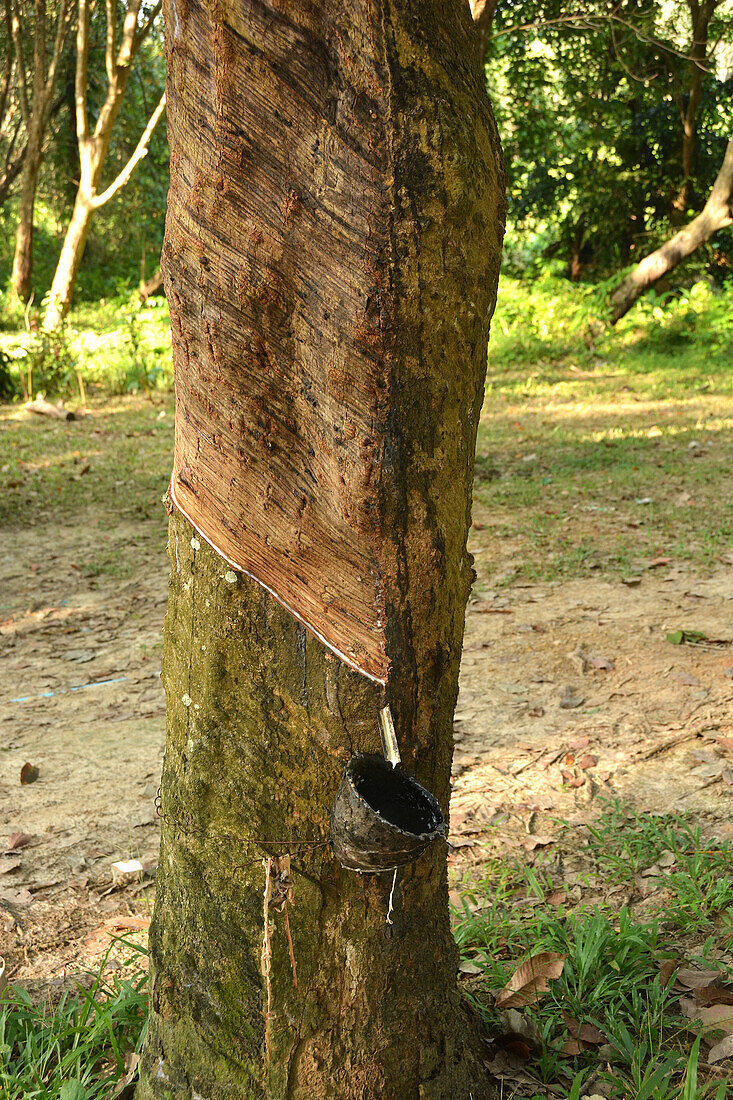 Rubber tapping on Koh Mook, Thailand, Southeast Asia, Asia