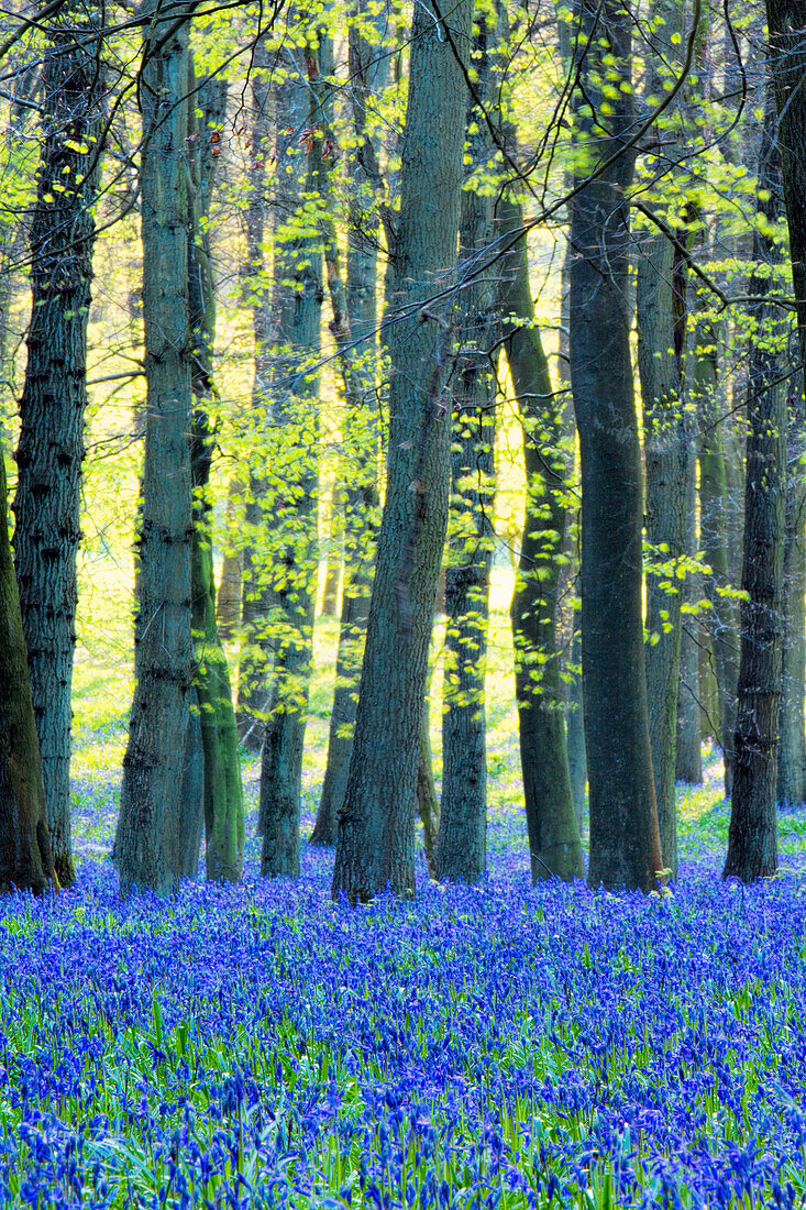 Ancient bluebell woodland in spring, Dockey Wood, Ashridge Estate, Berkhamsted, Hertfordshire, England, United Kingdom, Europe