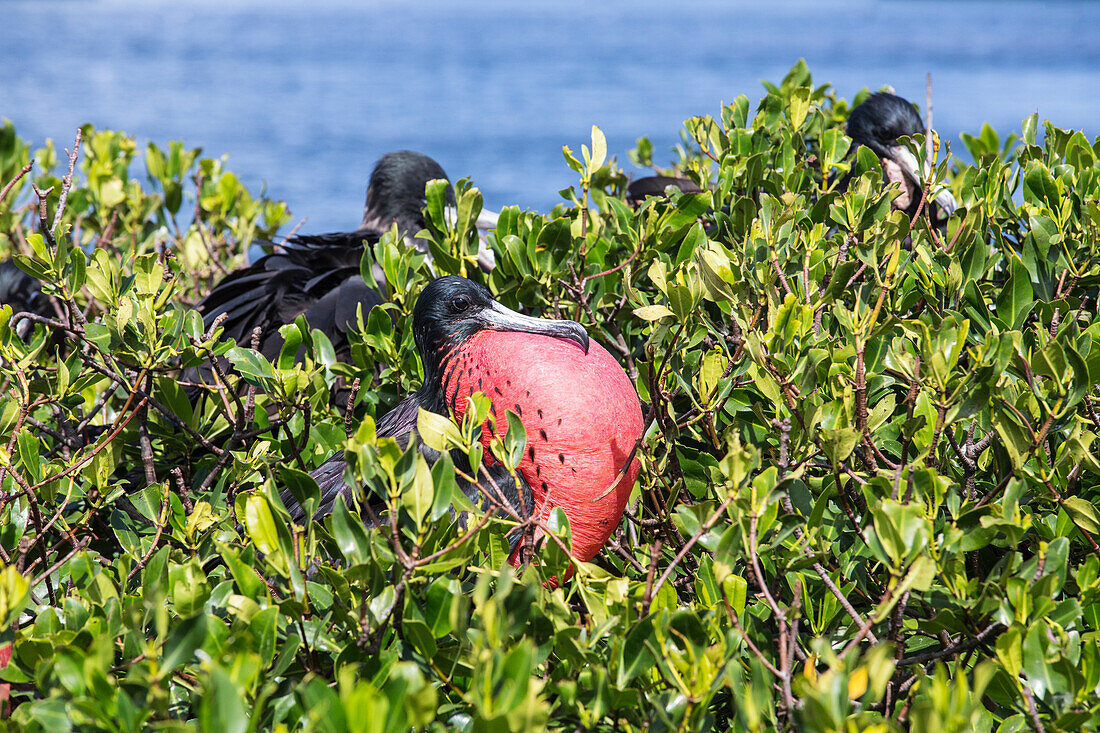 The male frigate with red throat pouch, which it inflates as part of its courtship behaviour, Barbuda, Antigua and Barbuda, Leeward Islands, West Indies, Caribbean, Central America