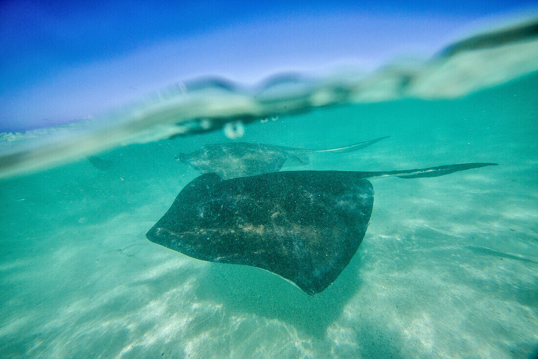Snap on the water at Stingray City, a reserve hosting tens of stingray circling in the shallow lagoon, Antigua, Leeward Islands, West Indies, Caribbean, Central America