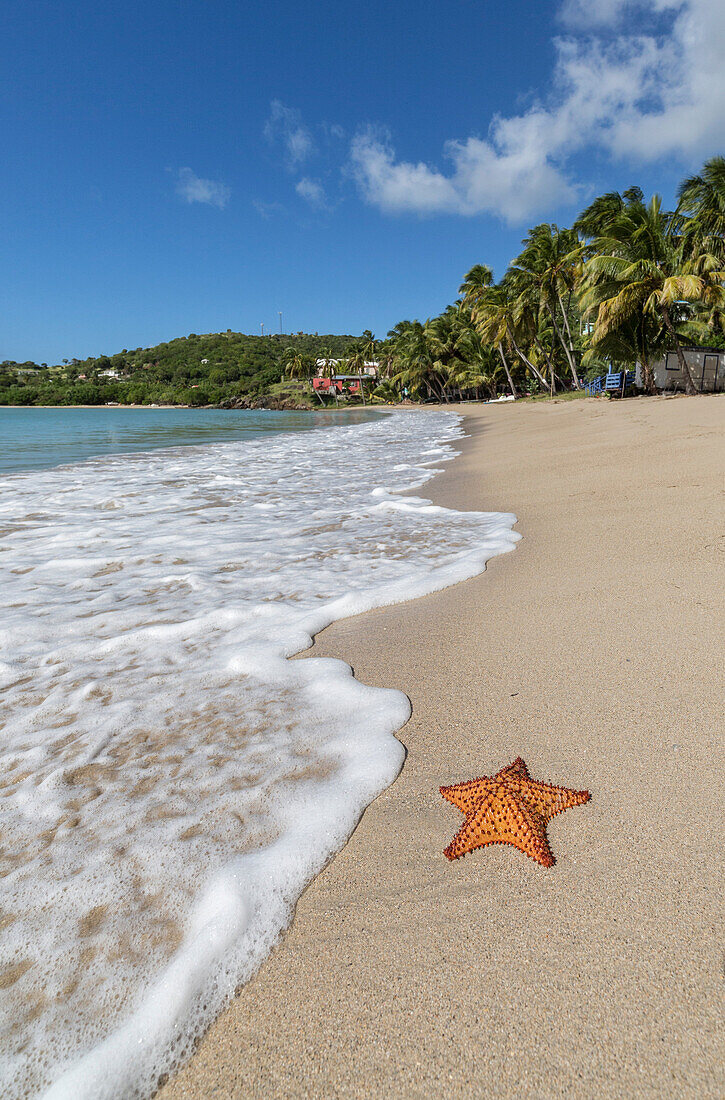 A starfish transported by waves lying motionless on Carlisle Bay, a thin line of sand washed by the Caribbean Sea, Antigua, Leeward Islands, West Indies, Caribbean, Central America
