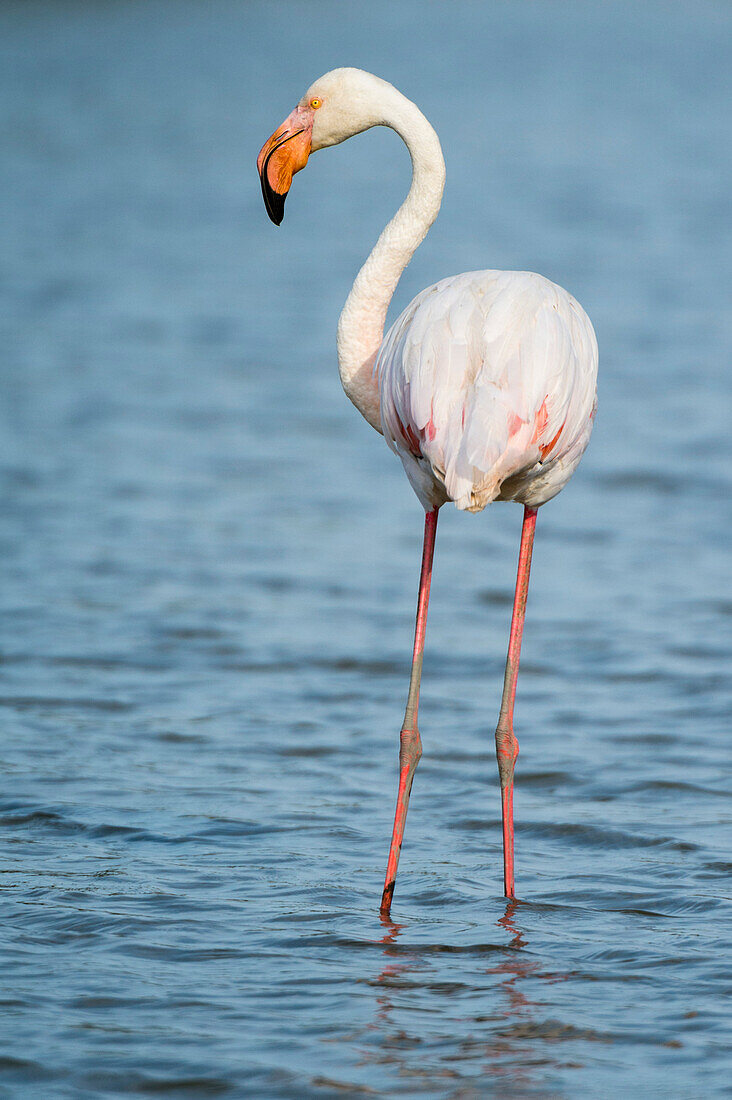 Greater flamingo (Phoenicopterus roseus), Camargue, Provence-Alpes-Cote d'Azur, France, Europe