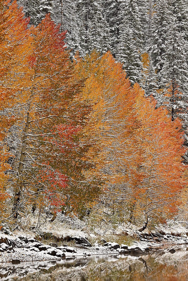 Orange aspens in the fall among evergreens covered with snow at a lake, Grand Mesa National Forest, Colorado, United States of America, North America