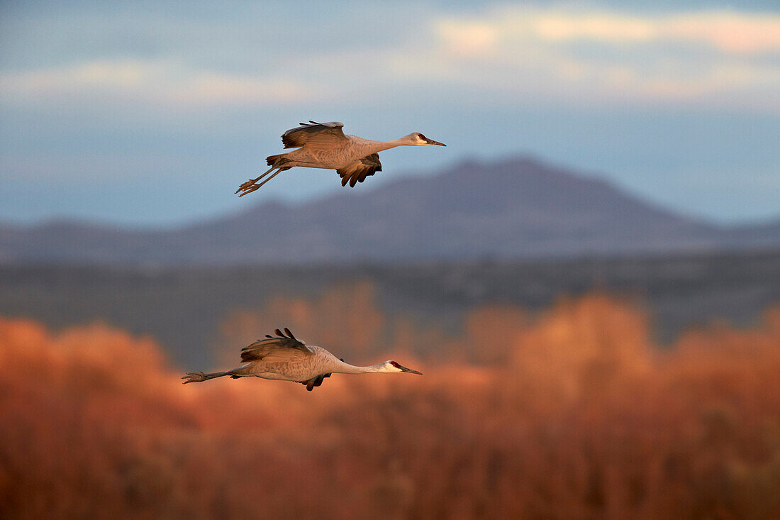 Two sandhill crane (Grus canadensis) in flight, Bosque del Apache National Wildlife Refuge, New Mexico, United States of America, North America