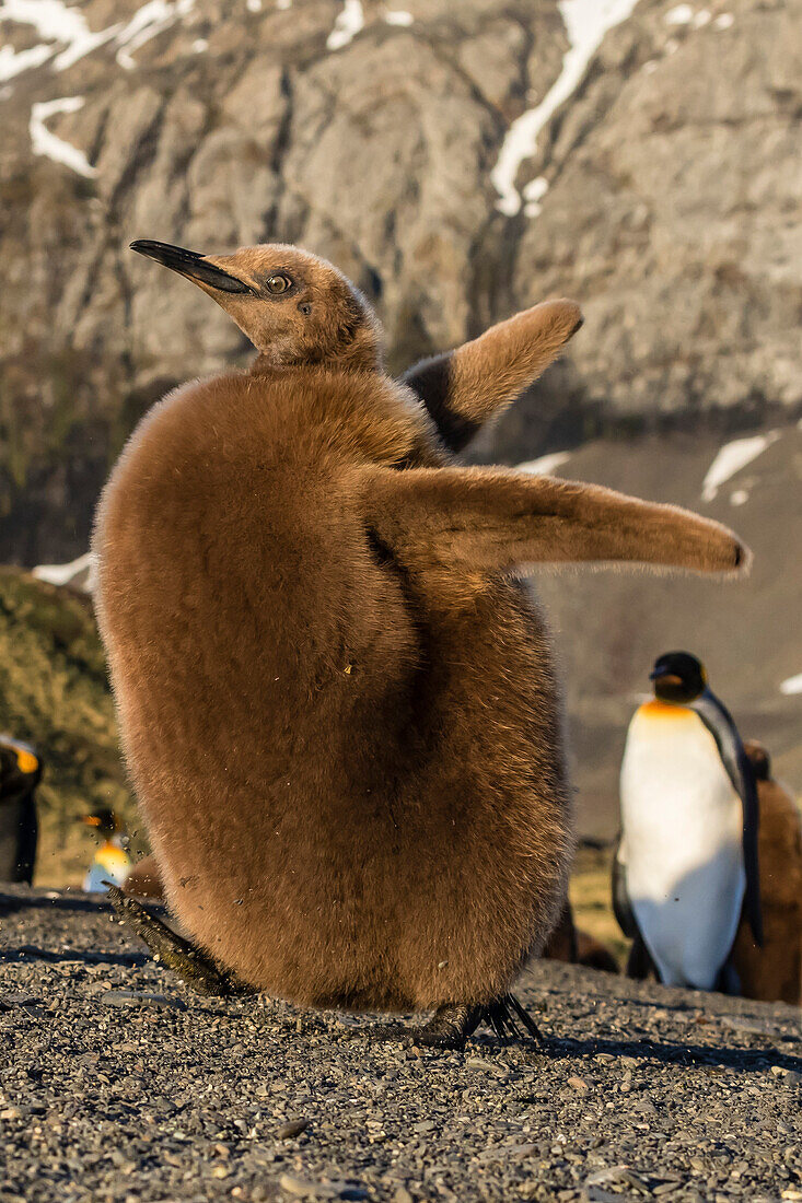 King penguin chick (Aptenodytes patagonicus), ecstatic display in Gold Harbor, South Georgia, Polar Regions