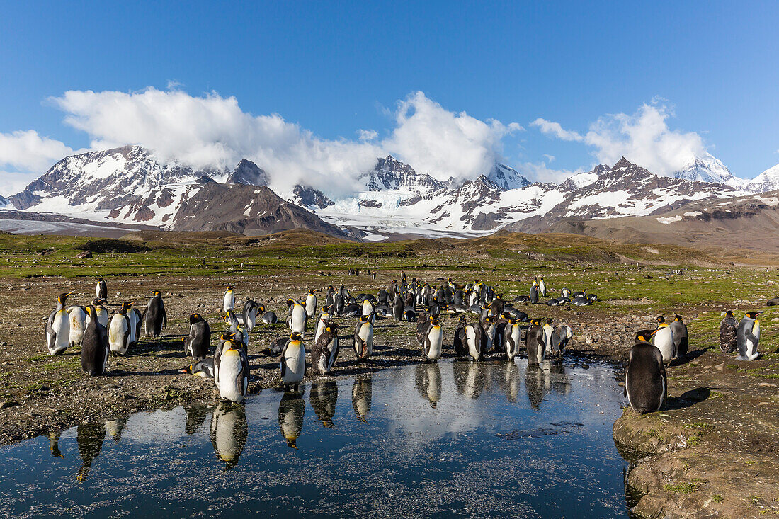 King penguins (Aptenodytes patagonicus) in early morning light at St. Andrews Bay, South Georgia, Polar Regions