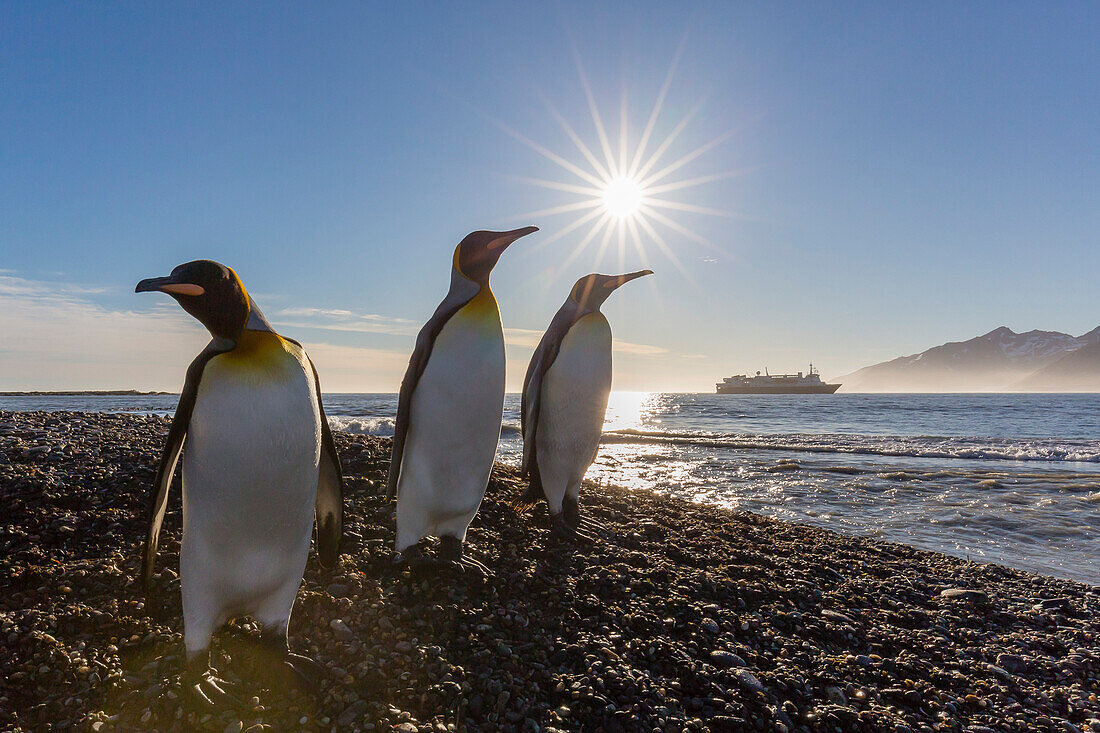 King penguins (Aptenodytes patagonicus) at sunrise, in St. Andrews Bay, South Georgia, Polar Regions